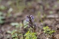 Nodding broomrape, Orobanche cernua Royalty Free Stock Photo