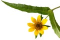 Nodding Bur-marigold Royalty Free Stock Photo