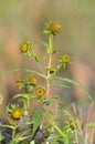 Nodding Bur-marigold