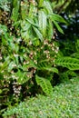 Nodding Clerodendron Clerodendrum wallichii