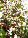 Nodding Clerodendron