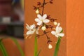 Nodding Clerodendron flower