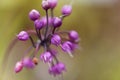 Nodding onion, Allium cernuum