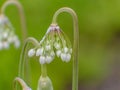 Nodding onion(Allium Cernuum)