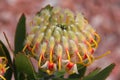 Nodding Pincushion Protea Leucospermum Cordifoliu Royalty Free Stock Photo