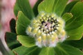 Nodding Pincushion Protea Leucospermum Cordifoliu