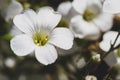 Nodding saxifrages flowers Royalty Free Stock Photo