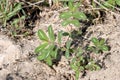 Nodding Spurge 604739