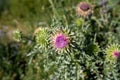 Nodding Thistle, an invasive weed, grows in Grand Teton National Park. Taken at Oxbow Bend Royalty Free Stock Photo