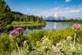 Nodding Thistle, an invasive weed, grows in Grand Teton National Park. Taken at Oxbow Bend Royalty Free Stock Photo