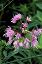 Nodding Wild Onion 16739