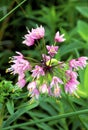 Nodding Wild Onion 16743