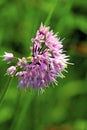 Nodding Wild Onion 55818