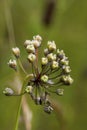 Nodding Wild Onion 823566