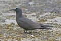 Noddy, Brown Noddy, Anous stolidus Royalty Free Stock Photo