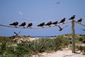 Noddy, Brown Noddy, Anous stolidus Royalty Free Stock Photo