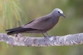 Noddy, Brown Noddy, Anous stolidus Royalty Free Stock Photo