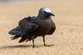 Common or Brown Noddy in Queensland Australia Royalty Free Stock Photo