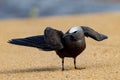 Common or Brown Noddy in Queensland Australia Royalty Free Stock Photo