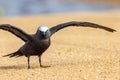 Common or Brown Noddy in Queensland Australia Royalty Free Stock Photo