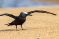 Common or Brown Noddy in Queensland Australia Royalty Free Stock Photo