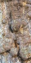 Nodules on the bark of a tree close up