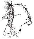 Nodules, root vintage illustration
