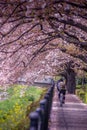 Nogawa wrapped in cherry blossoms & x28;Tokyo Chofu City& x29;