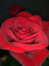 Red rose Royalty Free Stock Photo
