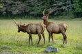 Noise Startles Grazing Spike Elk In Cataloochee Royalty Free Stock Photo