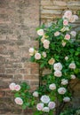 Noisette rose bush near an ancient wall