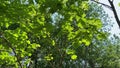 Noisy Cicadas Amongst the Green Leaves in Spring