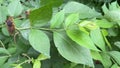 Noisy Cicadas Amongst the Green Leaves