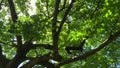 Noisy cicadas on the tree branches in spring in June