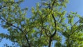 Noisy cicadas on the tree branches in spring