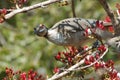 Noisy friar-bird