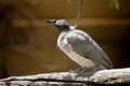 A noisy friar bird on the branch