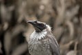 Noisy friar bird