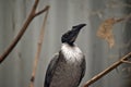 This is a close up of a noisy friar bird