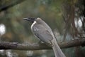 The noisy friar bird is resting