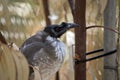 A noisy friar bird