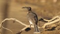 Noisy Friarbird