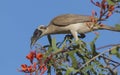 Noisy Friarbird feeding on flower nectar