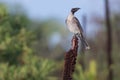 Noisy Friarbird (Philemon corniculatus)