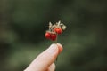 noisy grainy effect photo of sprig of wild berry strawberries in man`s hand holds. male fingers holding and harvesting twig fores