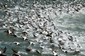 A noisy and great tumult over the sea - fleeing eider ducks