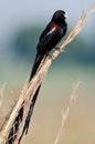 Noisy long-tailed Widowbird