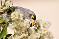 Noisy Miner bird