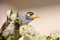 Noisy Miner bird