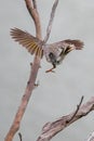 A Noisy Miner landing on a tree branch Royalty Free Stock Photo